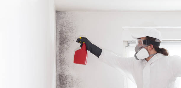Trusted Ellisville, MO Mold Remediation Experts